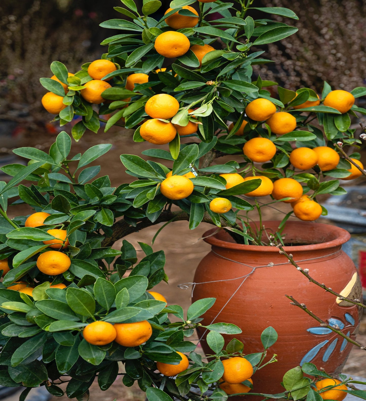 Citrus Sunshine Scented Candle