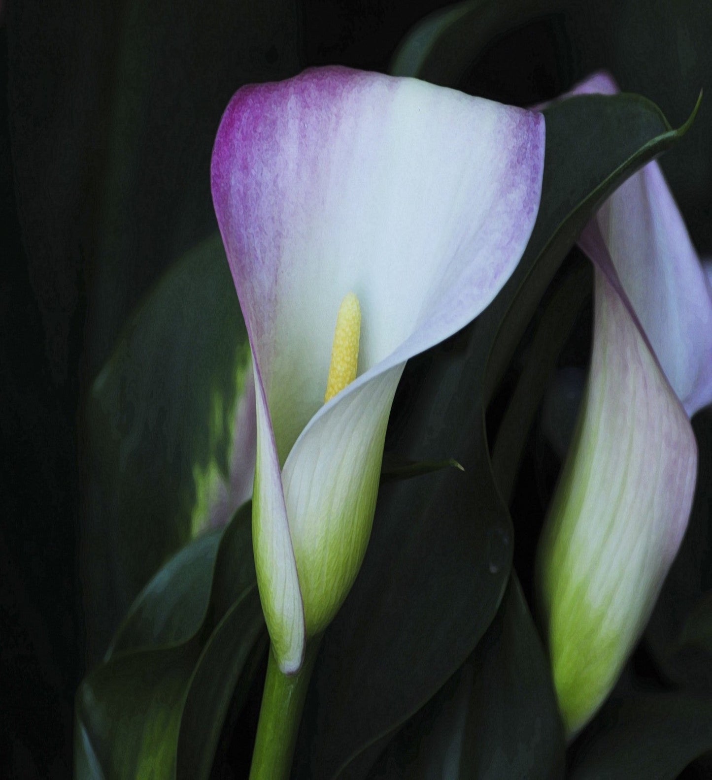 Calla Lily Scented Candle